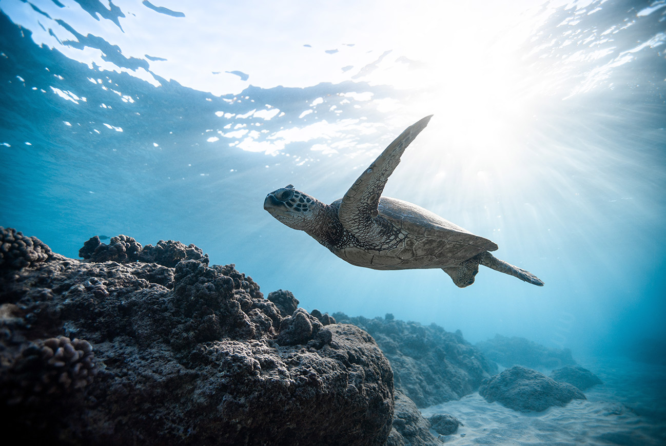 photo-of-sea-turtle-2765872